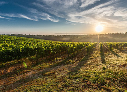 viñedo uva blanca